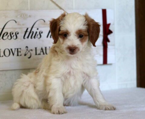 Pepper Mini Goldendoodle