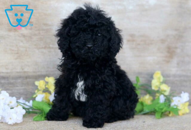 Piper Mini Poodle image
