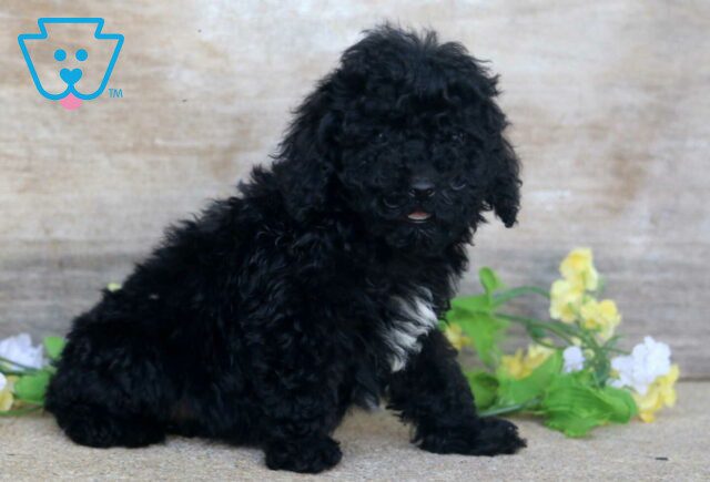 Piper Mini Poodle2 image