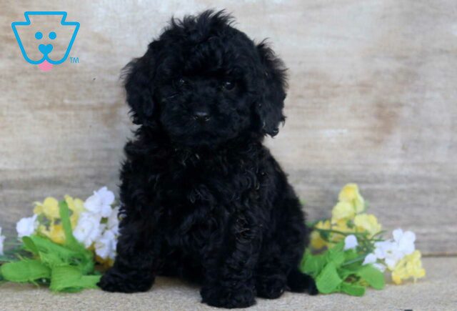 Pixie Mini Poodle image