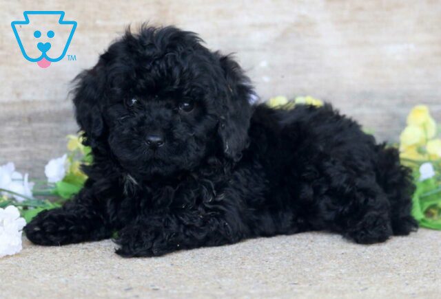 Pixie Mini Poodle2 image
