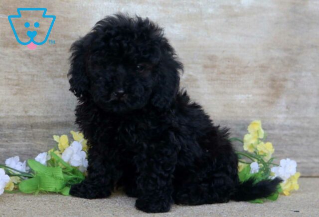 Polly Mini Poodle image