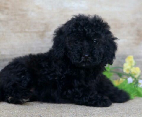 Polly Mini Poodle2