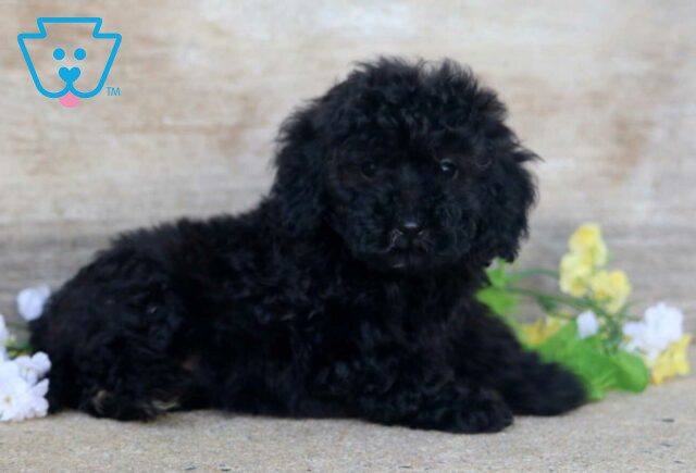 Polly Mini Poodle2 image