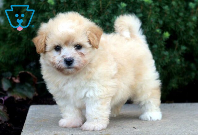 Pooch Havapoo image