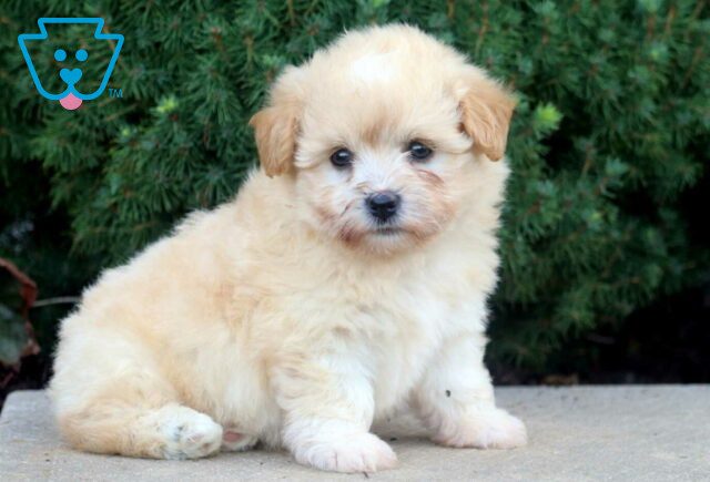 Pooch Havapoo2 image