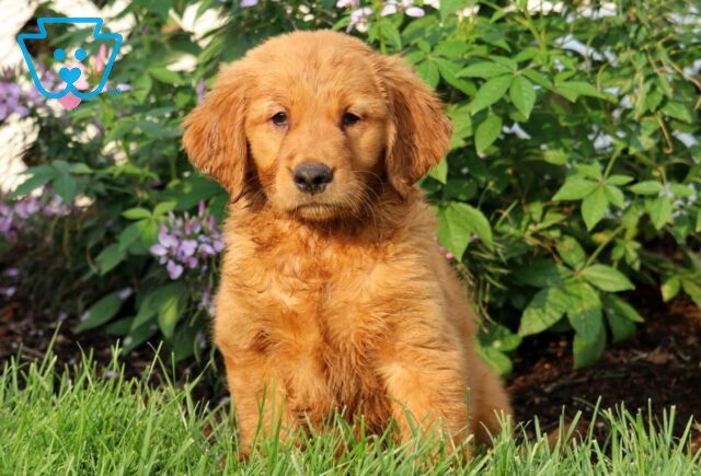 Precious Golden image