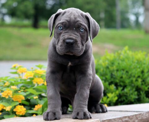 Puma Cane Corso