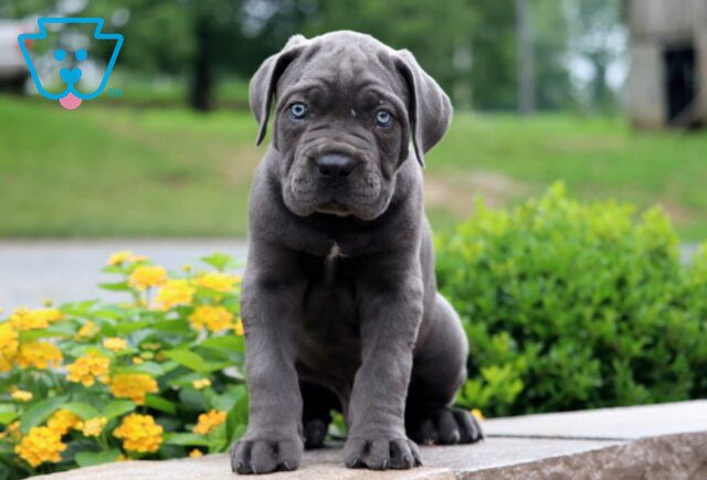 Puma Cane Corso image