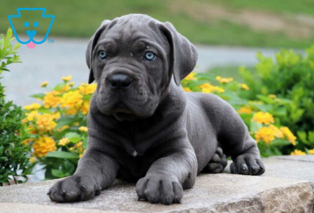 Puma Cane Corso2 image