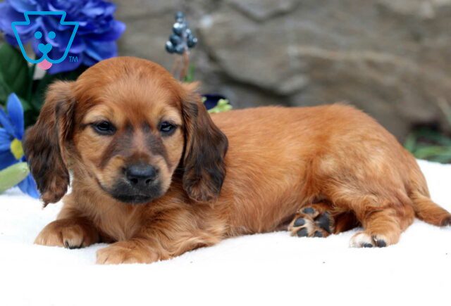 Pumpkin Mini Dachshund image