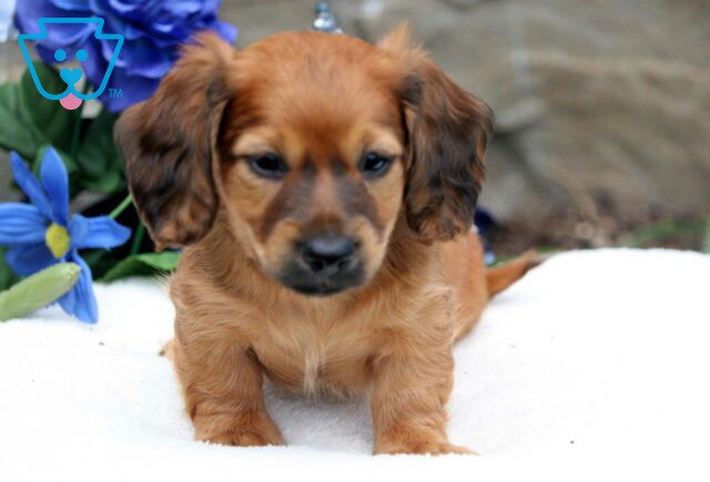 Pumpkin Mini Dachshund2 image