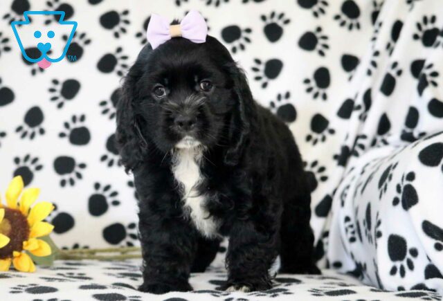 Ranger Cocker Spaniel image