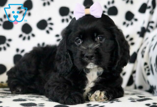 Ranger Cocker Spaniel2 image