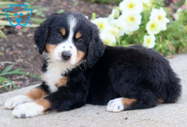 Reese Mini Bernedoodle image