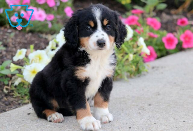 Reese Mini Bernedoodle2 image