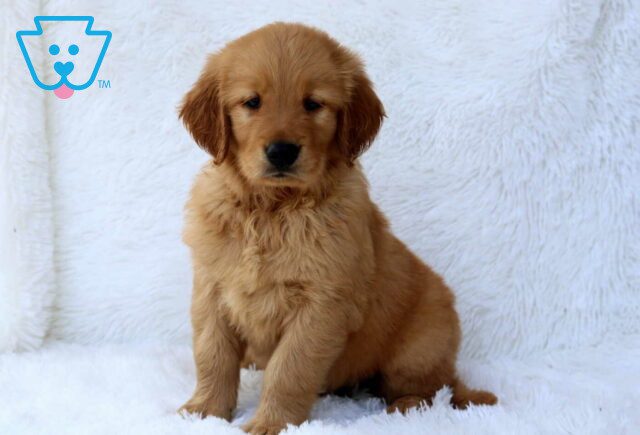 Romen Golden image