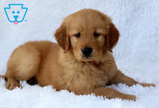 Romen Golden2 image