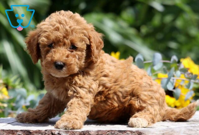 Savannah Mini Poodle image