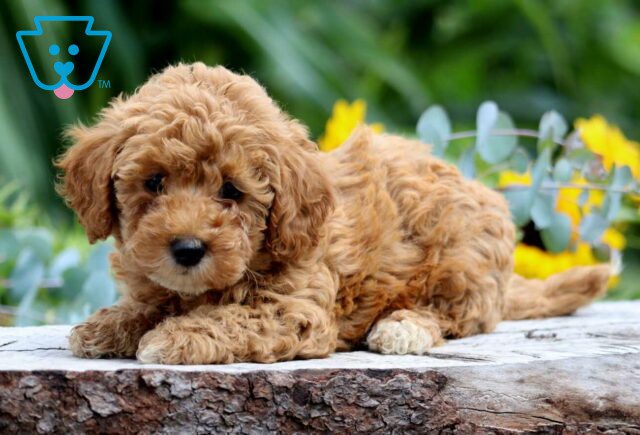 Savannah Mini Poodle2 image