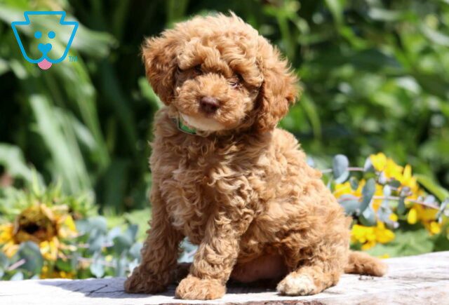 Shylo Mini Poodle image