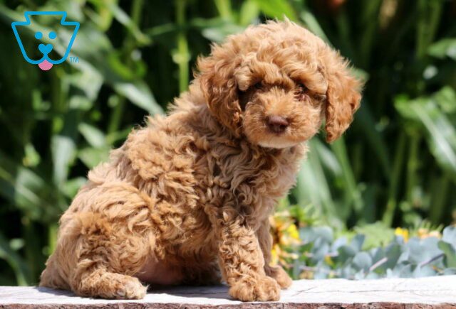 Shylo Mini Poodle2 image