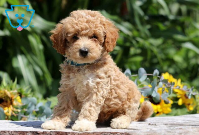 Simba Mini poodle image