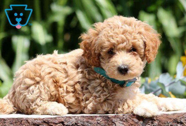 Simba Mini poodle2 image