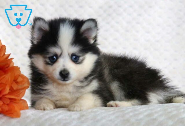 Sky Pomsky image
