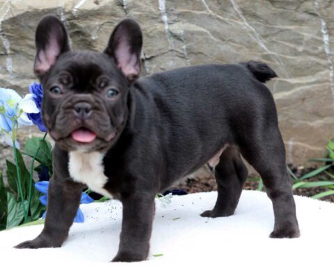 Sparky Frenchie Retake