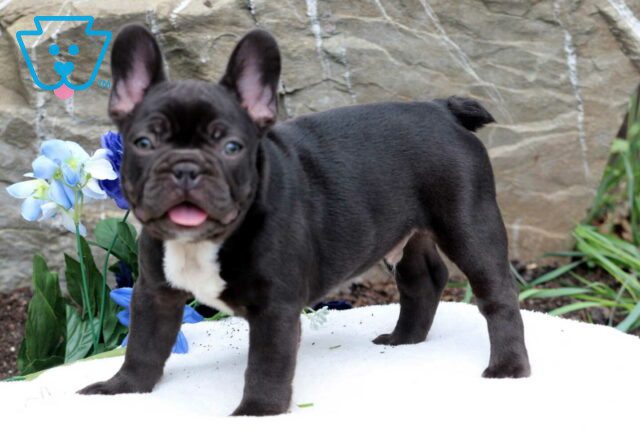 Sparky Frenchie Retake image