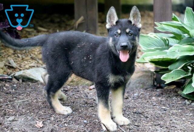 Speedy Gerberian Shepsky4 image
