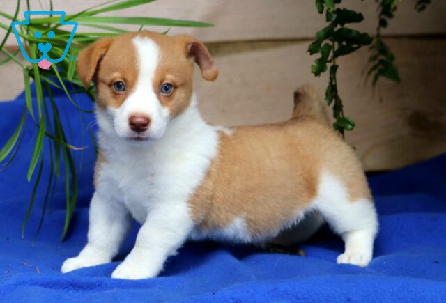Sport Welsh Corgi Mix image