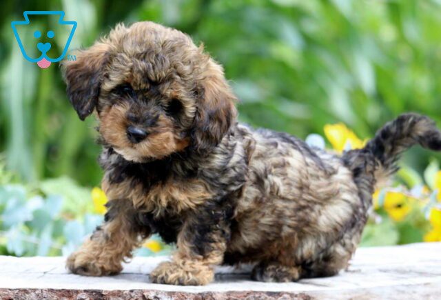 Stella Mini poodle image