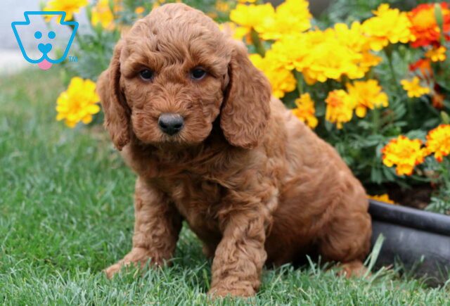 Taffy Mini Goldendoodle image