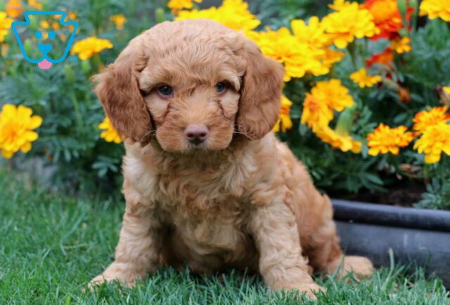 Toby Mini Goldendoodle image