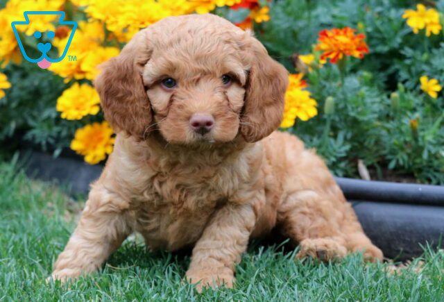 Toby Mini Goldendoodle2 image