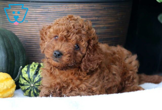 Tootsie Cavapoo image