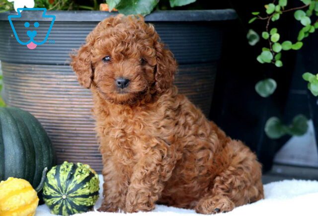 Tootsie Cavapoo2 image