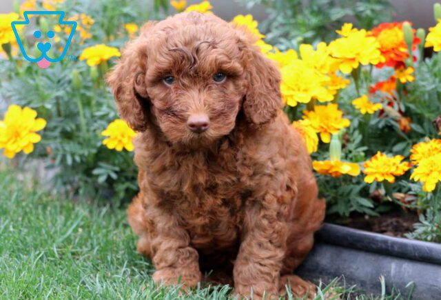 Tootsie Mini Goldendoodle image