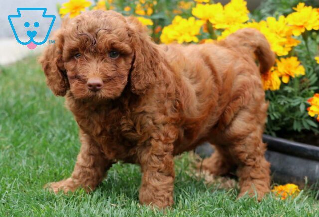 Tootsie Mini Goldendoodle2 image