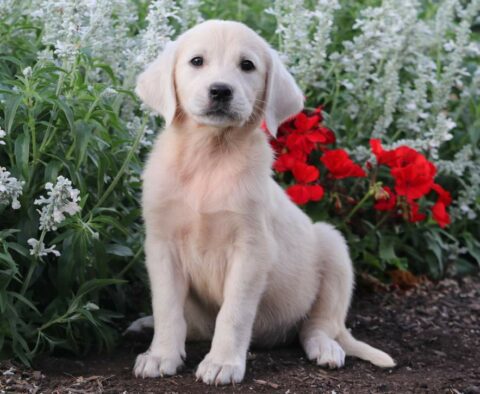 Tori Eng Cream Golden