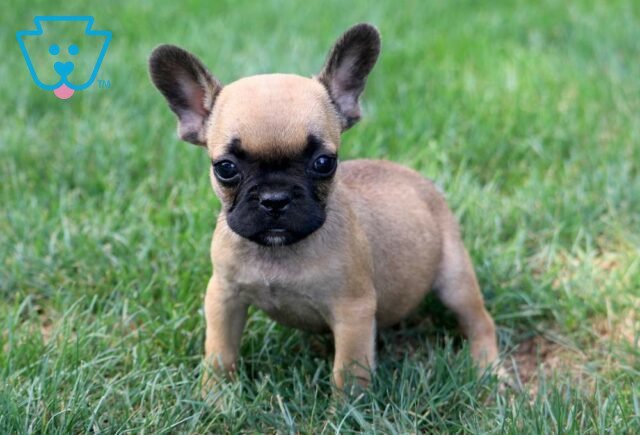 Twila French Bulldog2 image