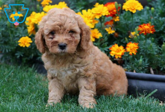 Twinkle Mini Goldendoodle image