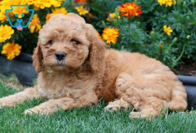 Twinkle Mini Goldendoodle2 image