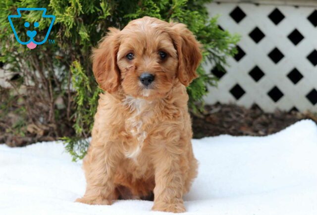 Zane Cavapoo image