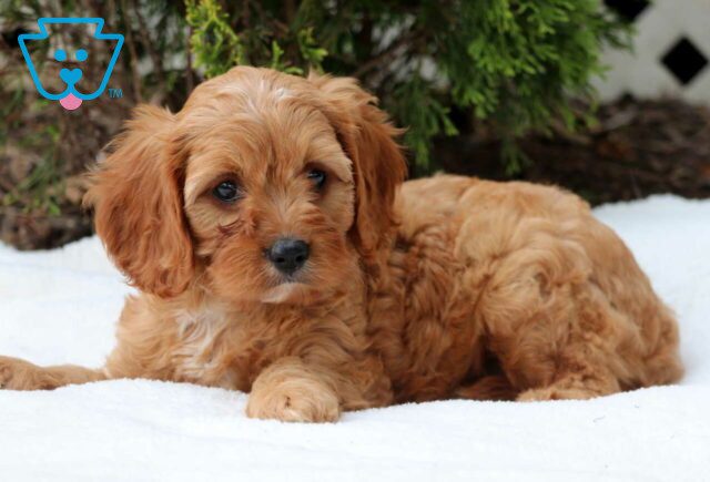 Zane Cavapoo2 image
