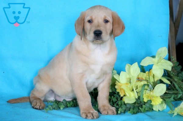 Labrador Retriever puppy.