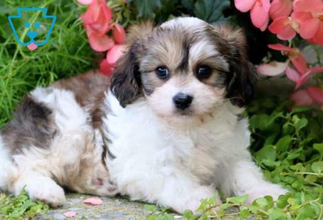 Andy Cavachon2 image