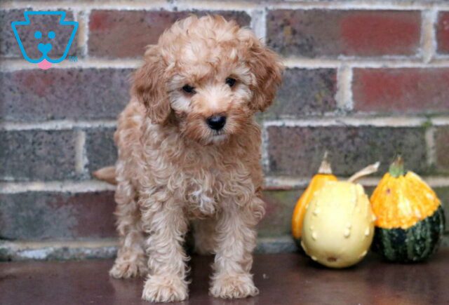 Archie Toy Goldendoodle image